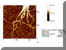 dna001.jpg (63898 Byte)