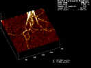 dna002.jpg (53015 Byte)