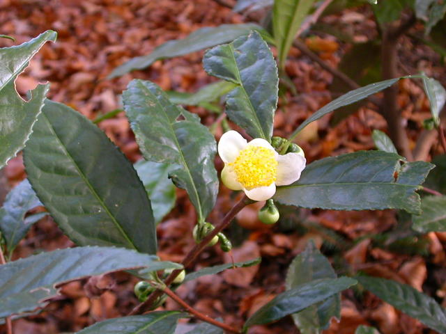 640x480/dscn6780.jpg