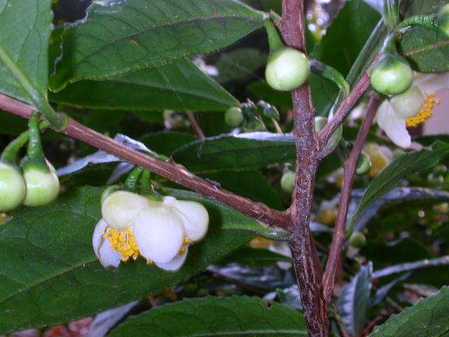 640x480/dscn6781.jpg