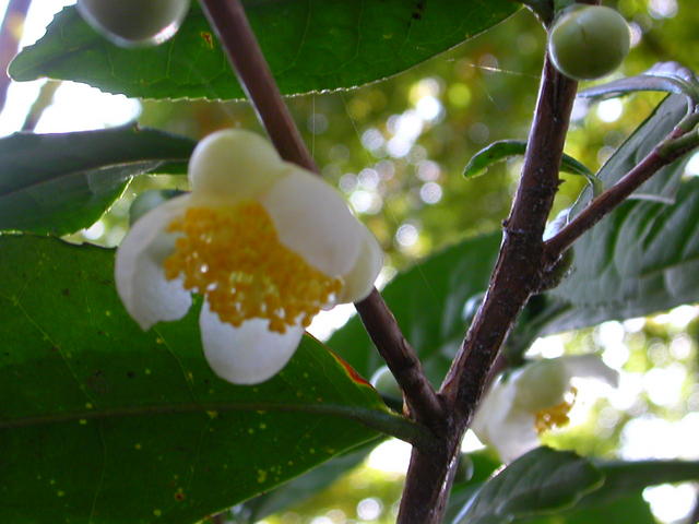 640x480/dscn6782.jpg